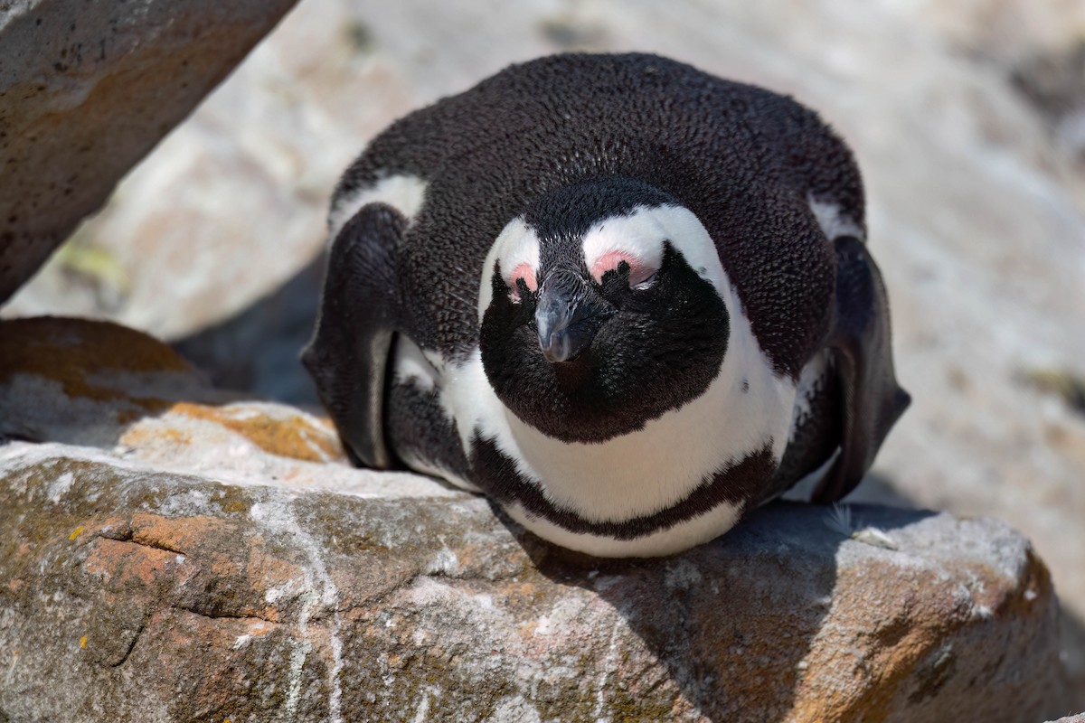 African Penguin - ML616304001