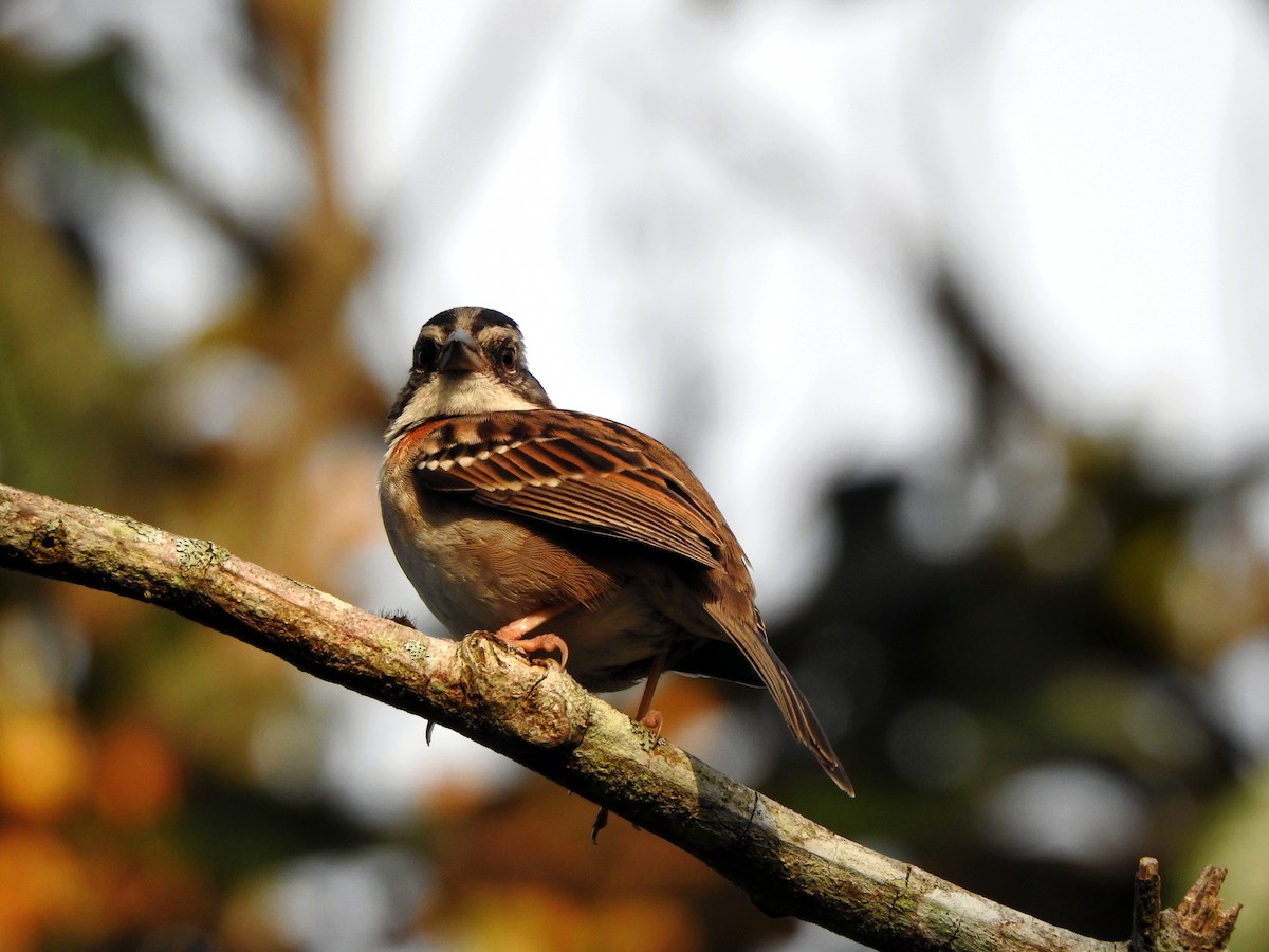Rufous-collared Sparrow - ML616304016