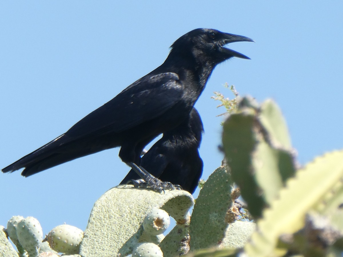 Hispaniolan Palm-Crow - ML616304144