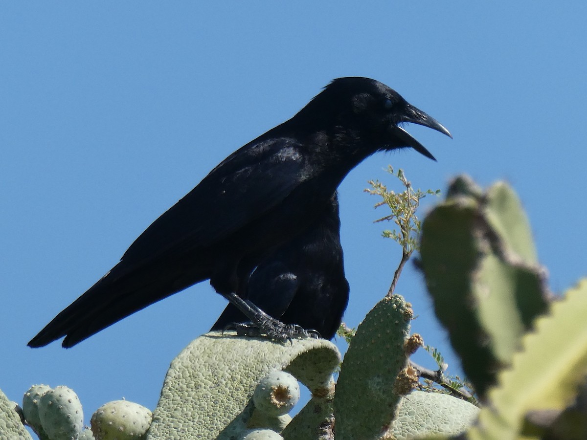Hispaniolan Palm-Crow - J Joseph