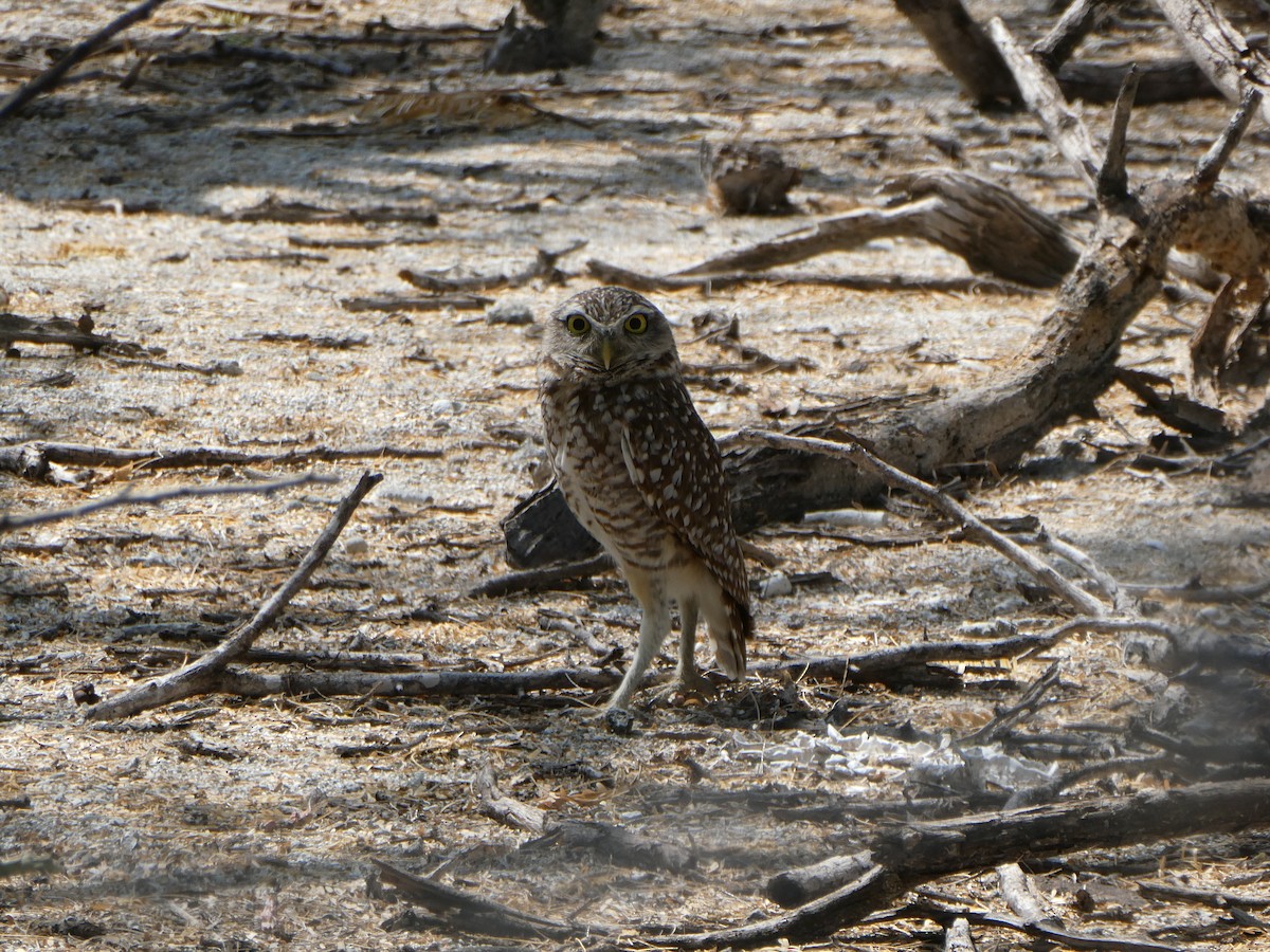 Burrowing Owl - ML616304178