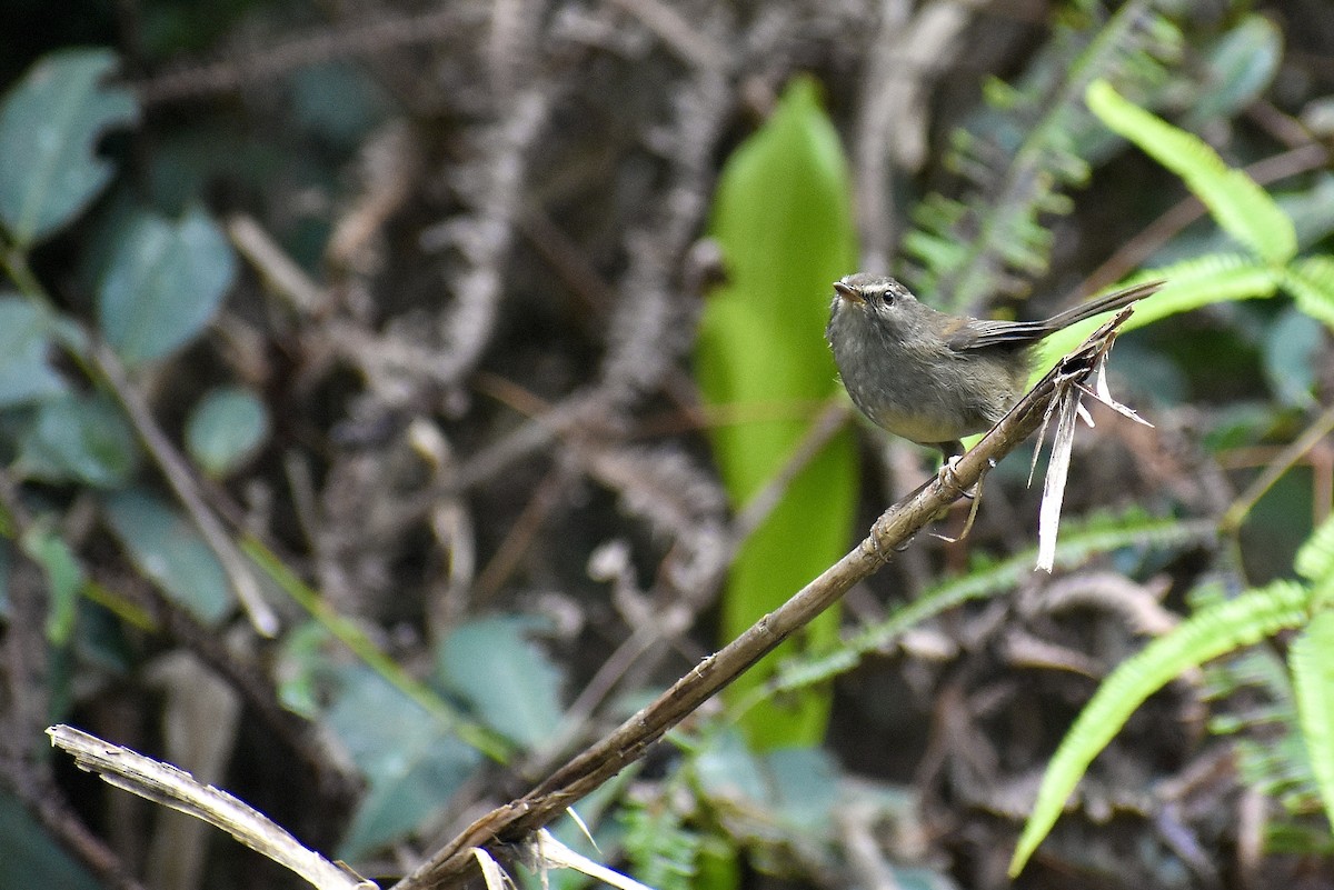 Aberrant Bush Warbler (Sunda) - ML616304202