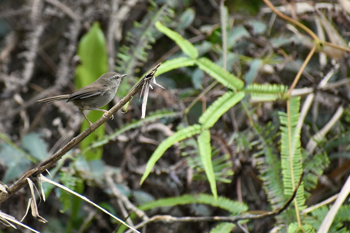 Aberrant Bush Warbler (Sunda) - ML616304208