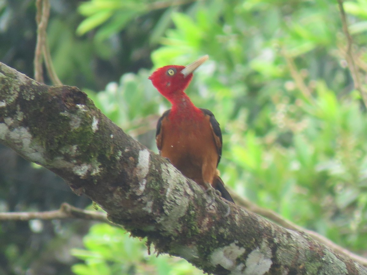 Red-necked Woodpecker - ML616304394