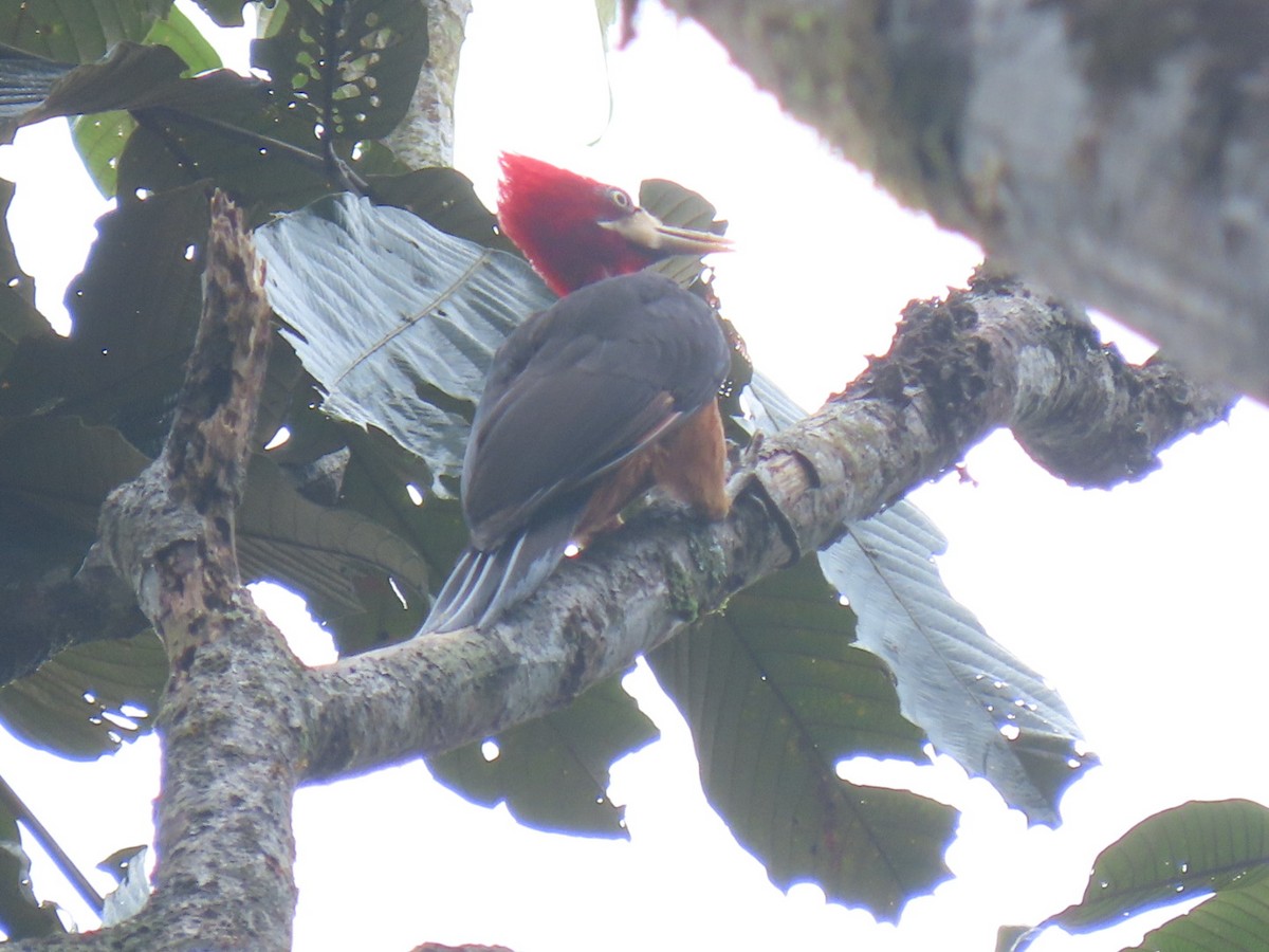 Red-necked Woodpecker - Carlos Alberto  Arbelaez Buitrago