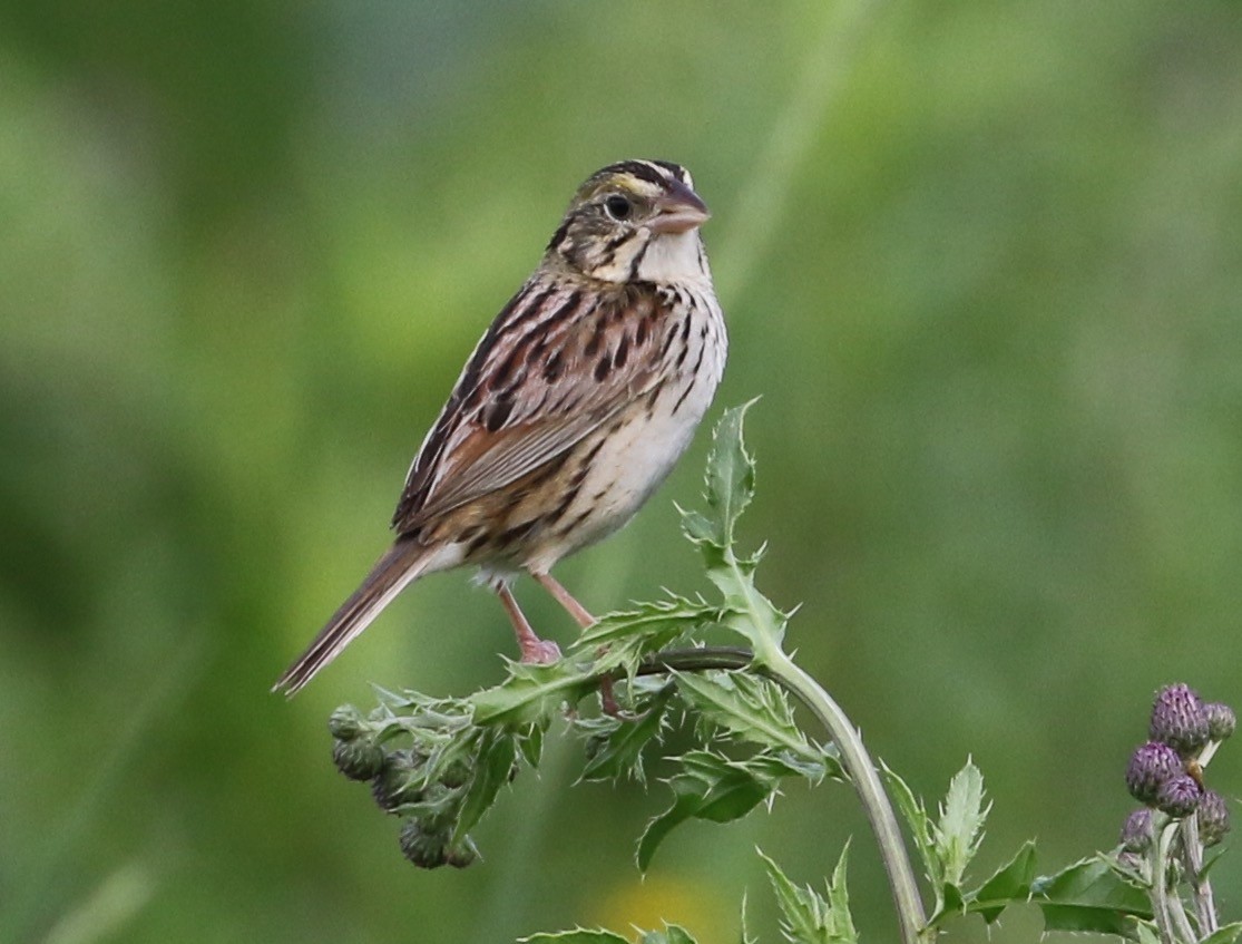 Henslow's Sparrow - ML61630441