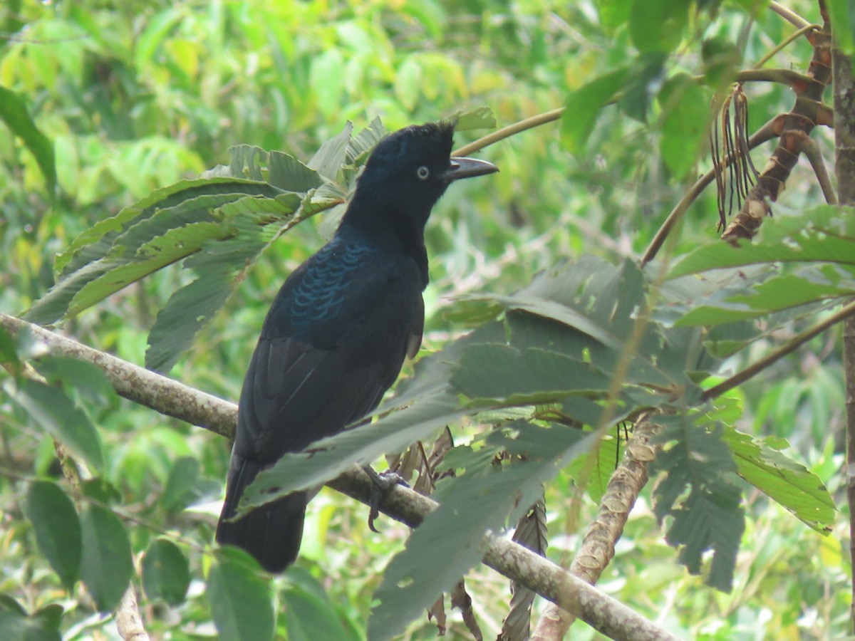 Amazonian Umbrellabird - ML616304440
