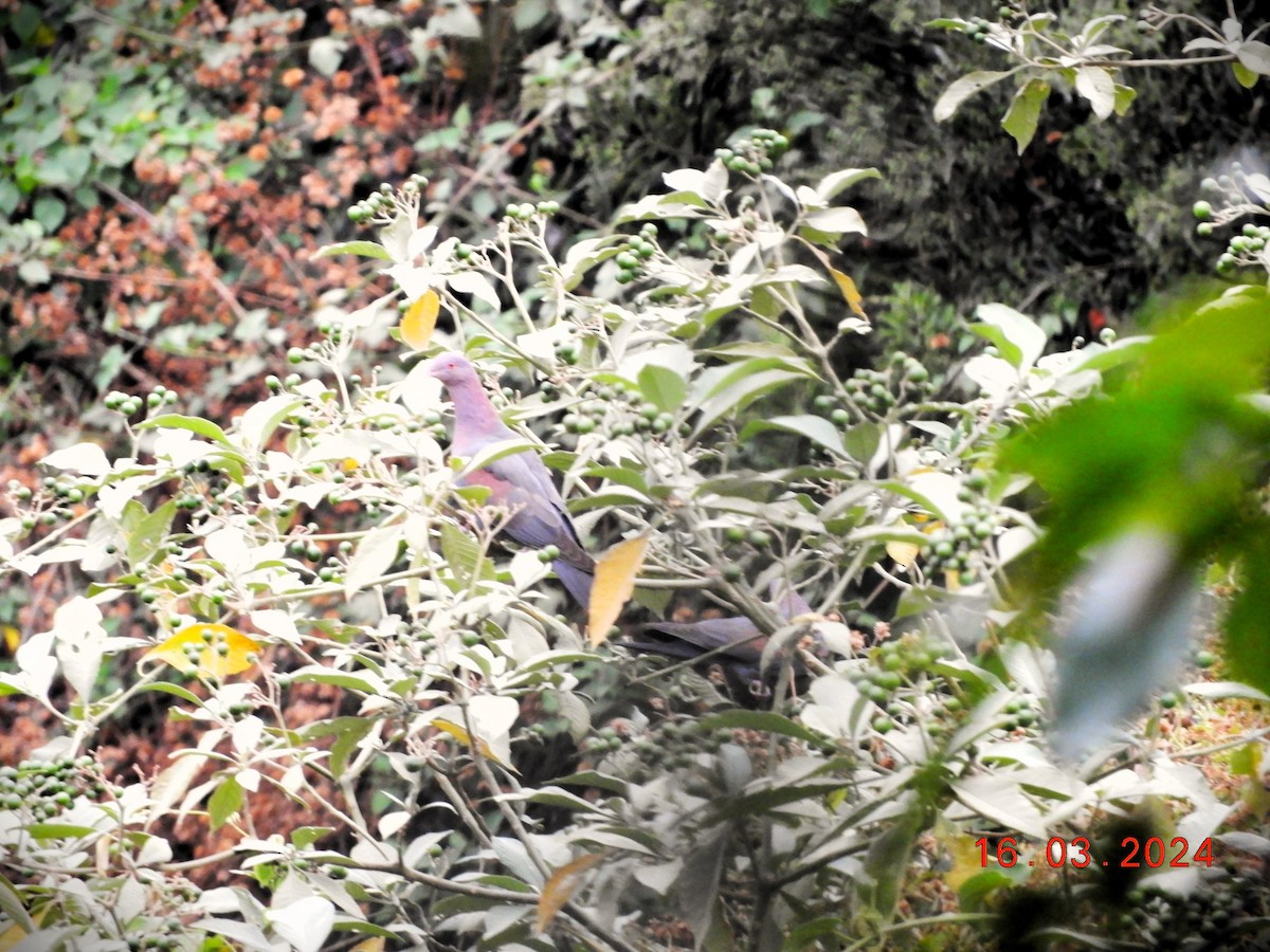 holub středoamerický - ML616304458