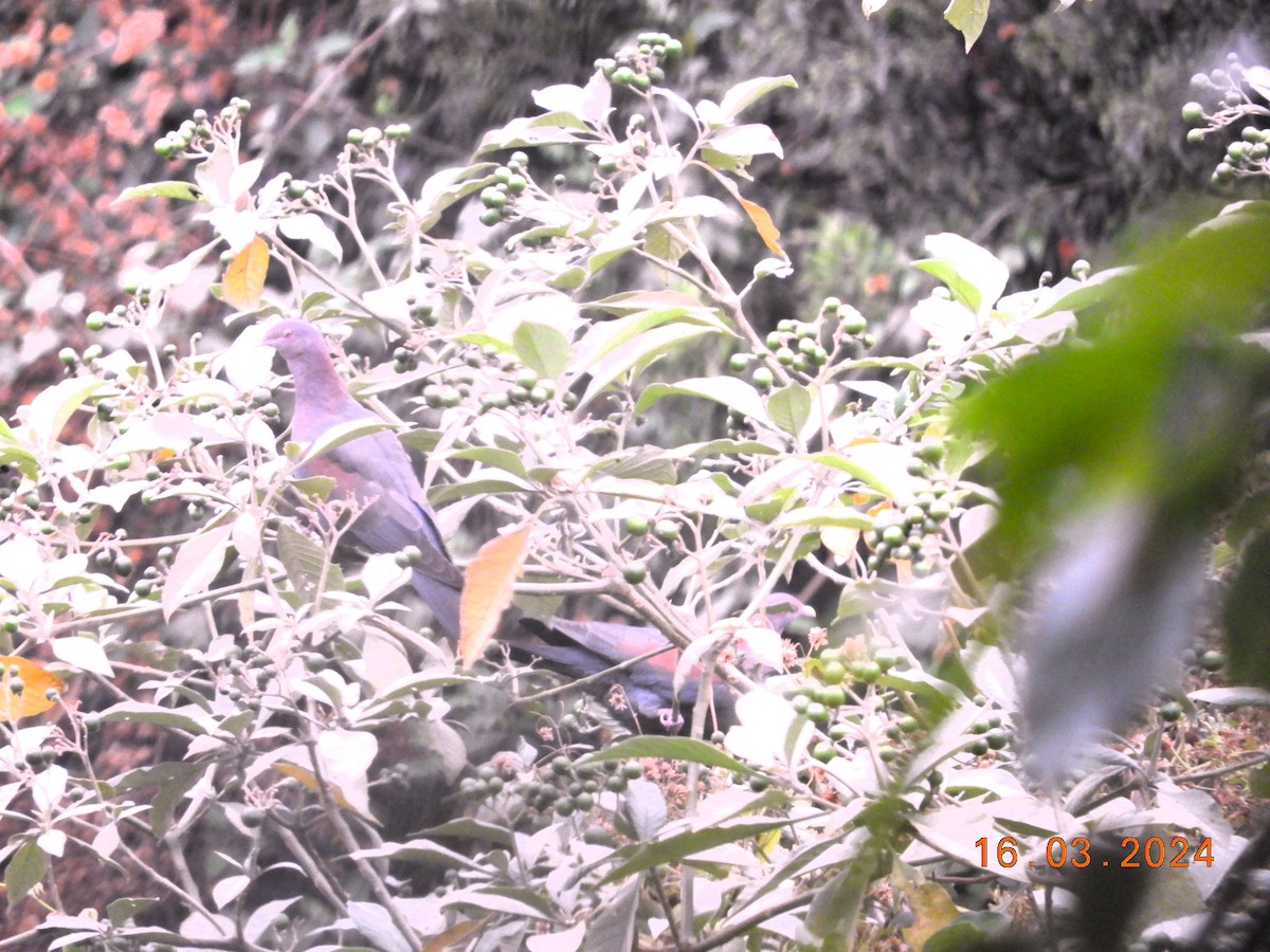 holub středoamerický - ML616304459