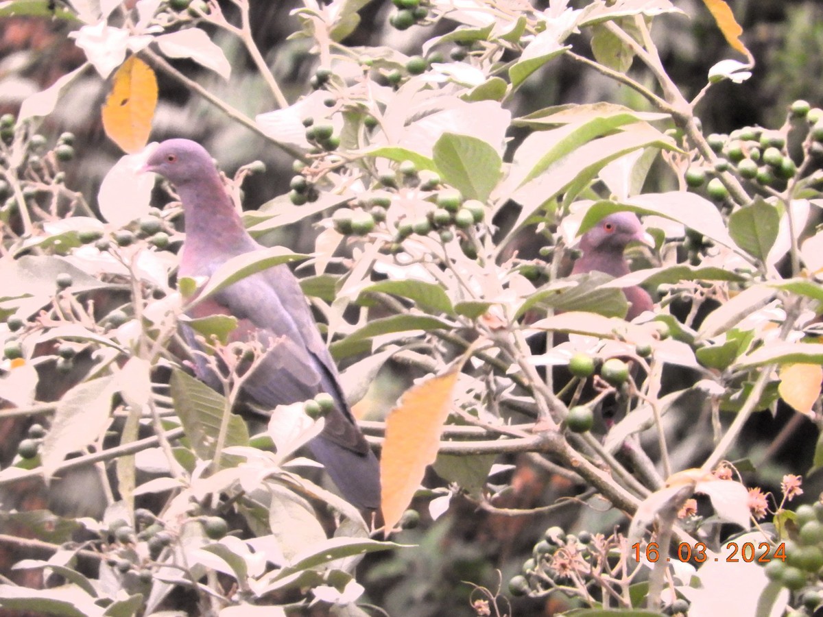 Pigeon à bec rouge - ML616304460