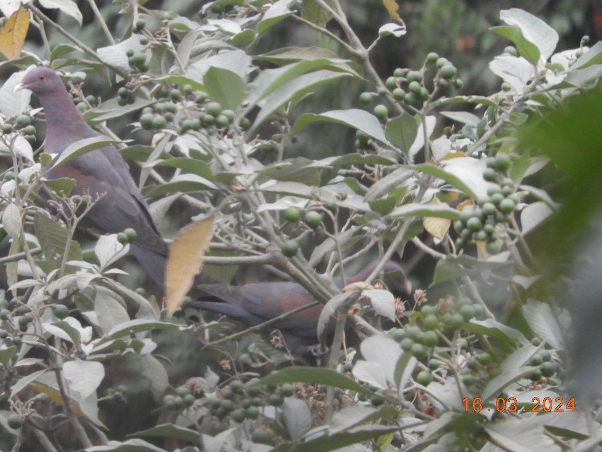 Red-billed Pigeon - ML616304461