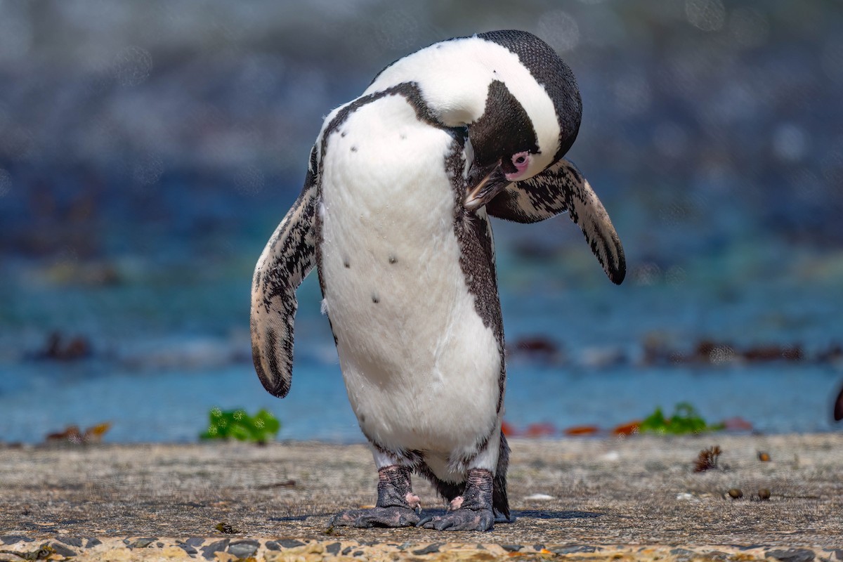 African Penguin - Terence Alexander