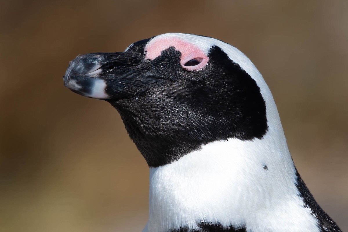 African Penguin - ML616304610