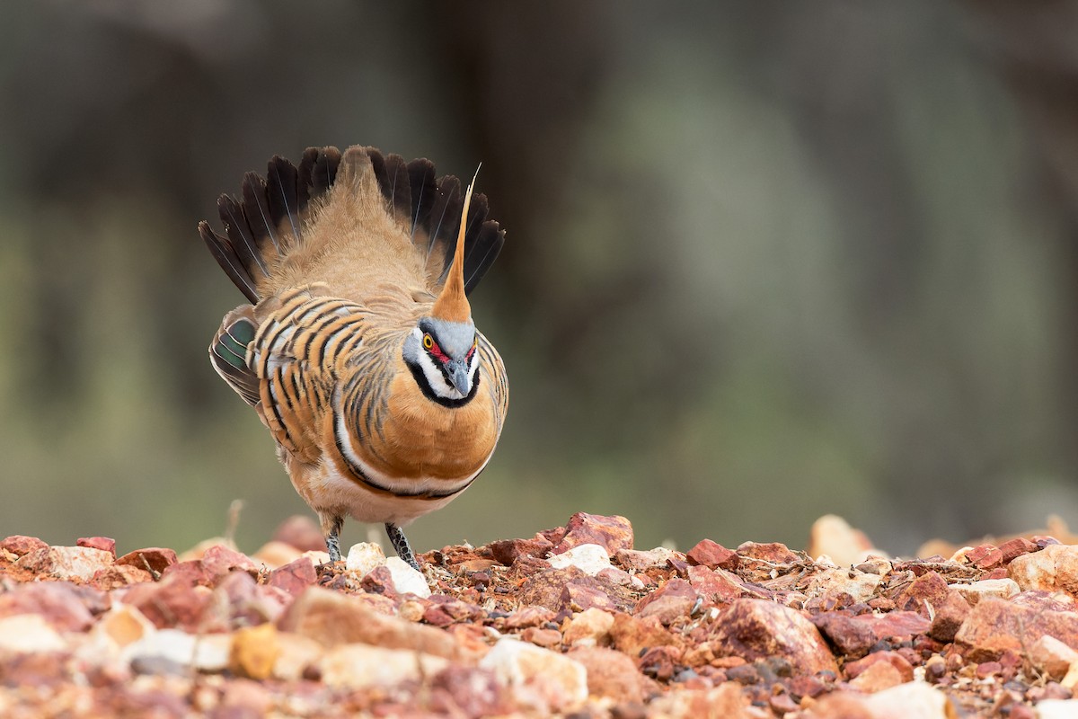 Spinifex Pigeon - ML616304716