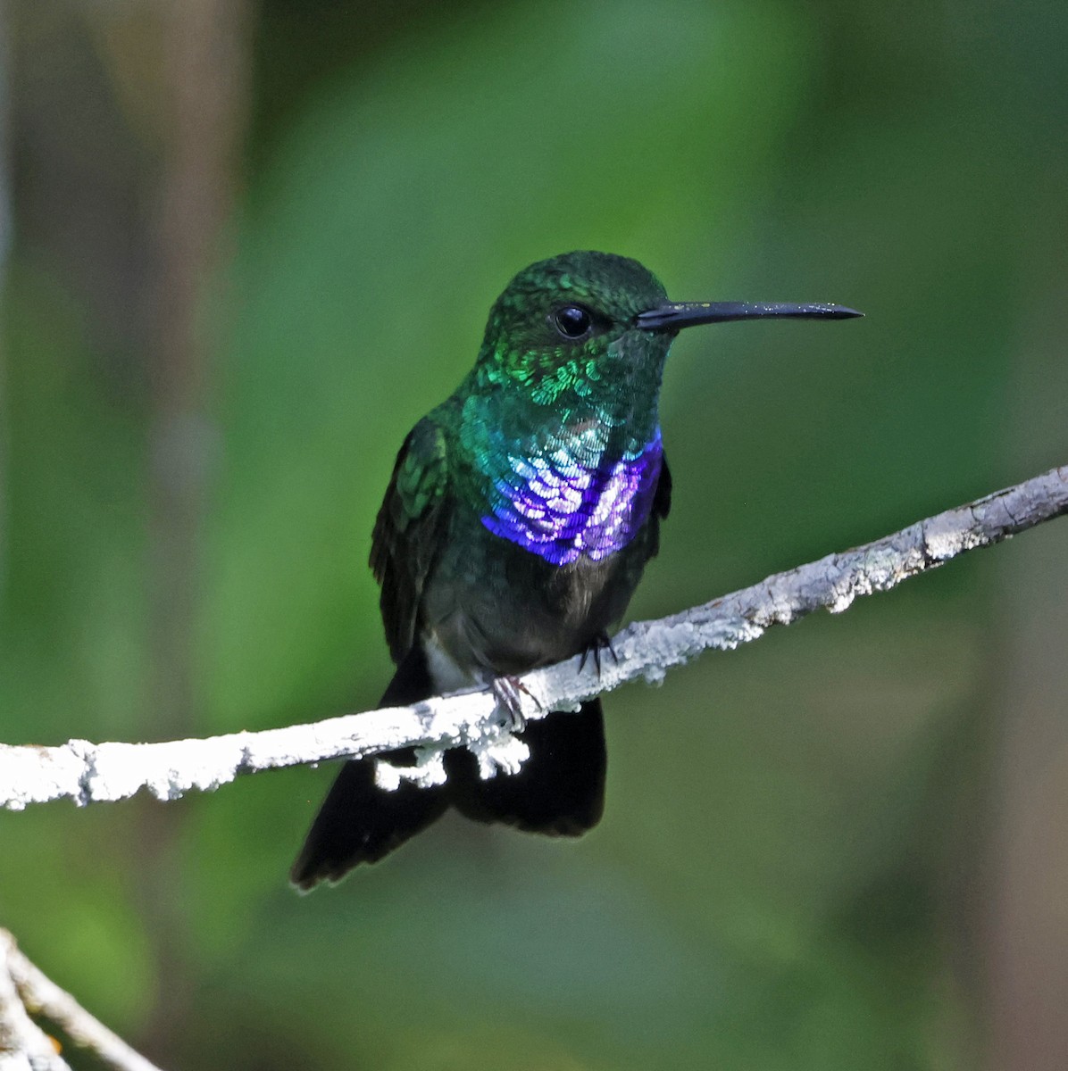 Purple-chested Hummingbird - ML616305034