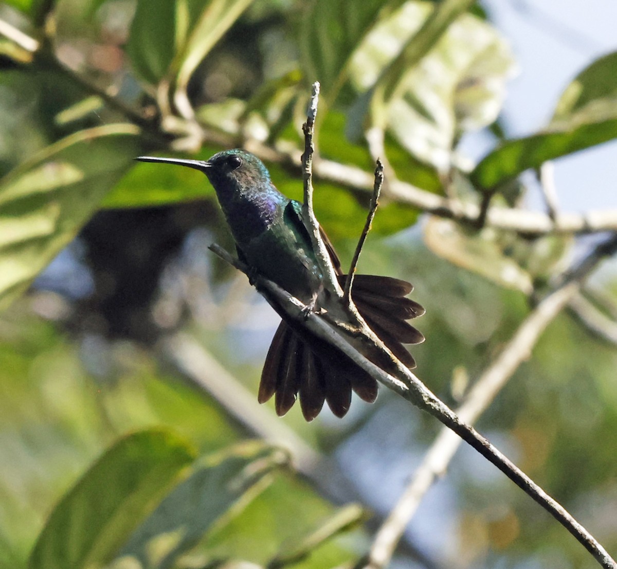 Purple-chested Hummingbird - ML616305047