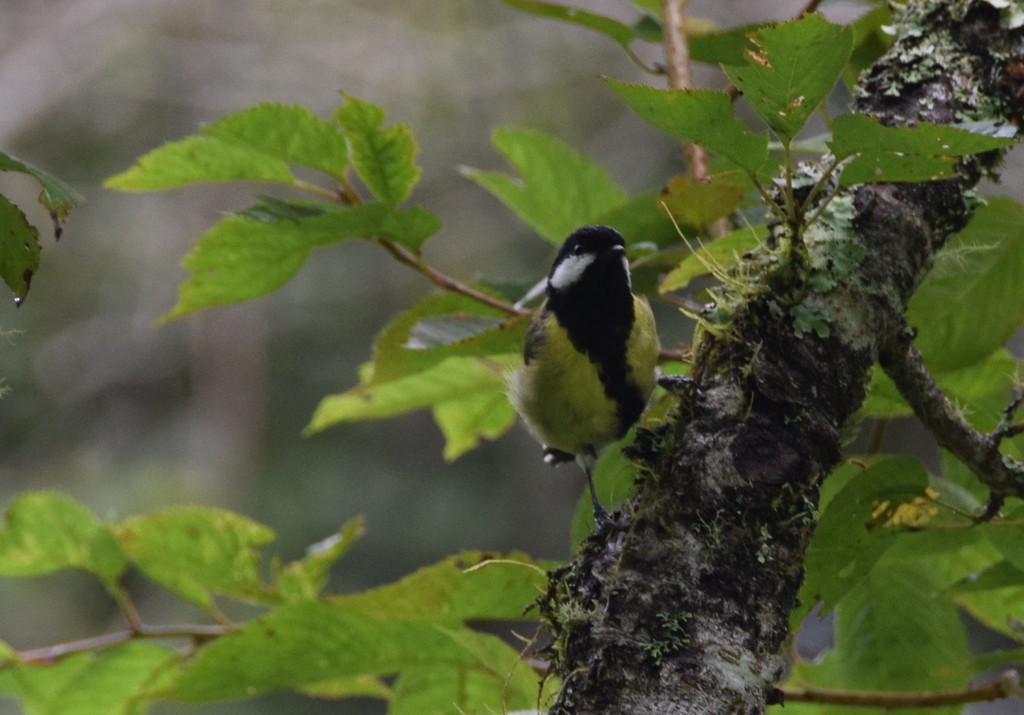 Green-backed Tit - ML616305049