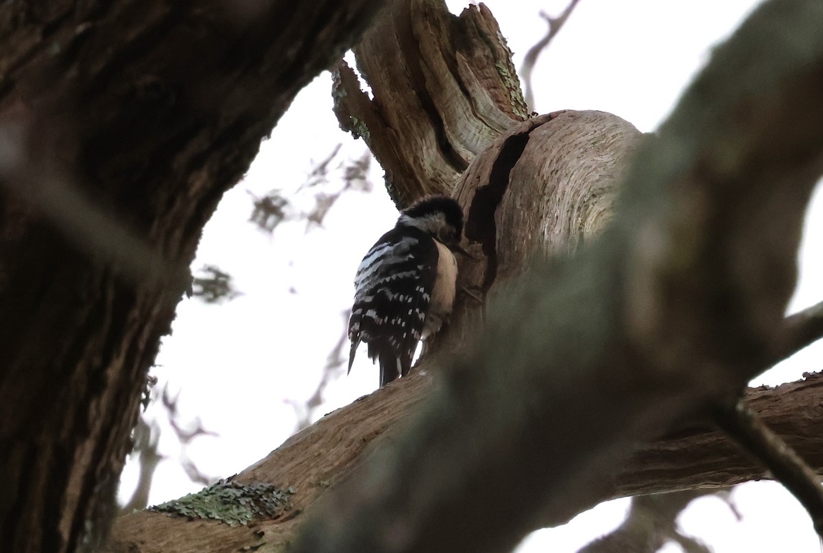 Lesser Spotted Woodpecker - ML616305266