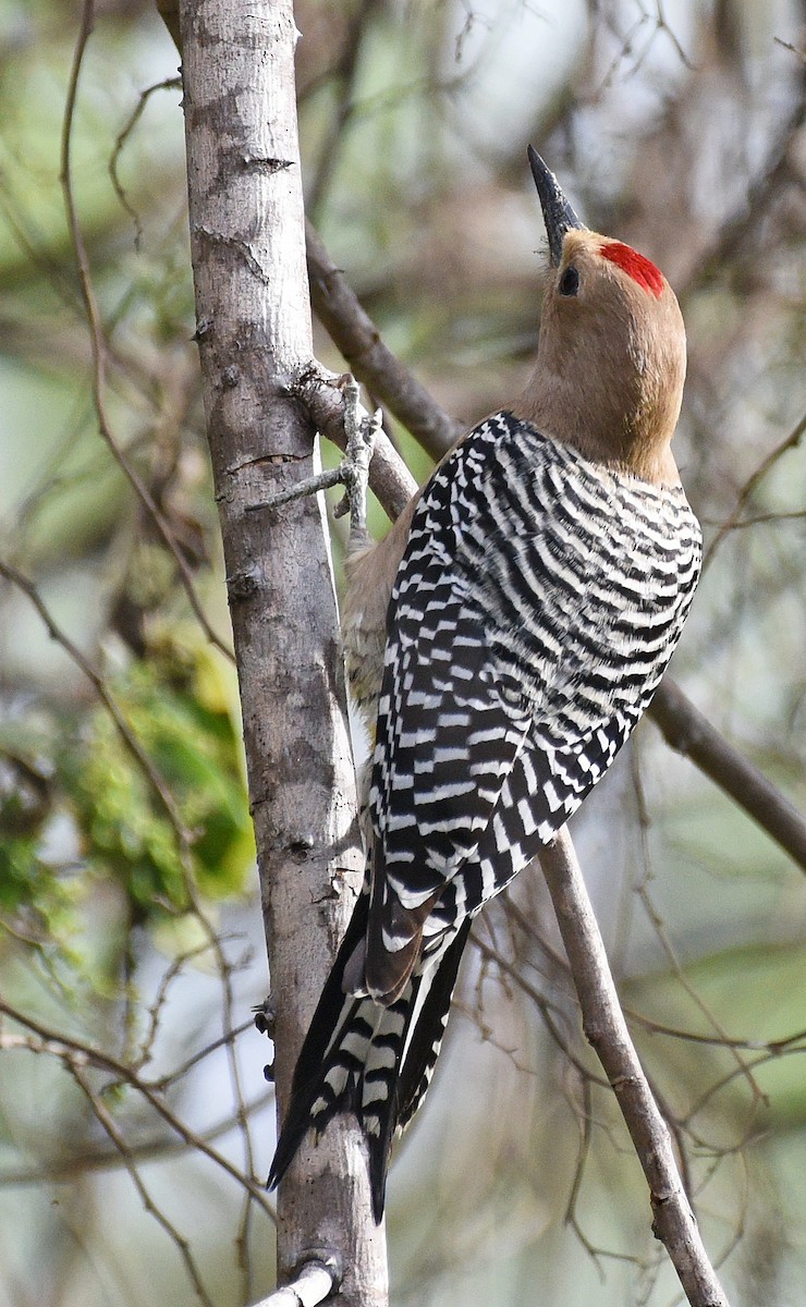 Gila Woodpecker - ML616305512