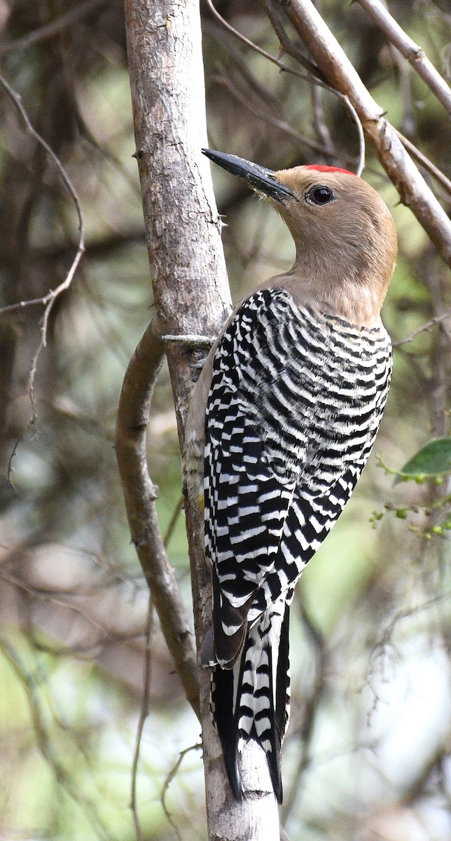 Gila Woodpecker - ML616305513