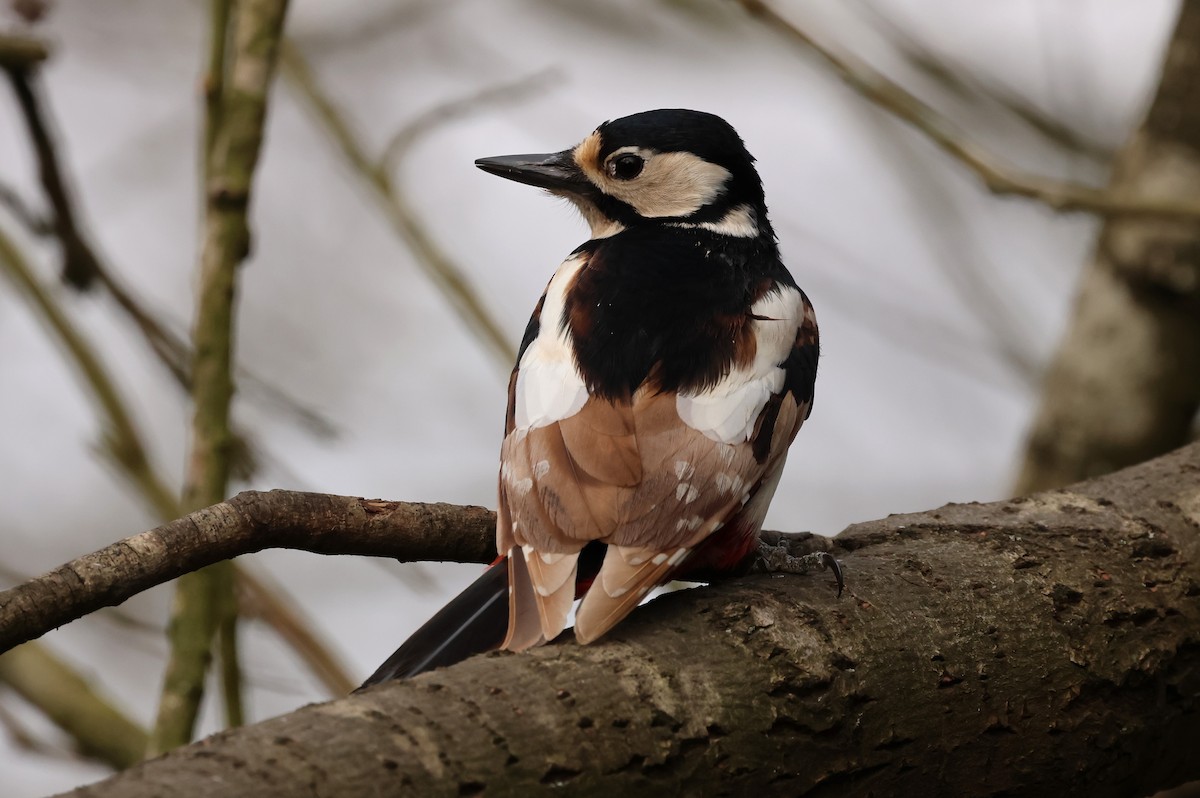 Great Spotted Woodpecker - ML616305677
