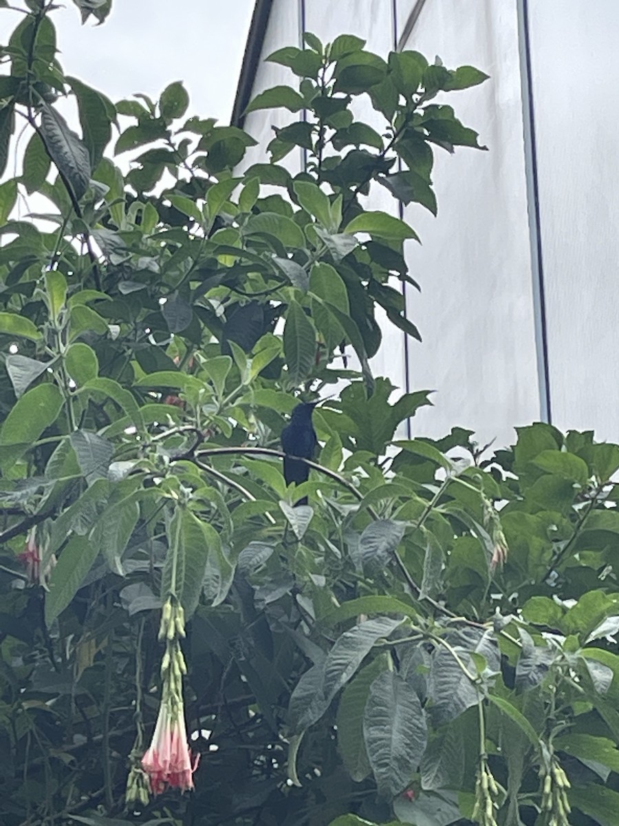 kolibřík modrolící - ML616305706