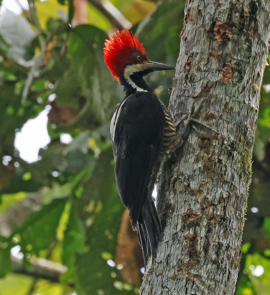 Guayaquil Woodpecker - ML616305709