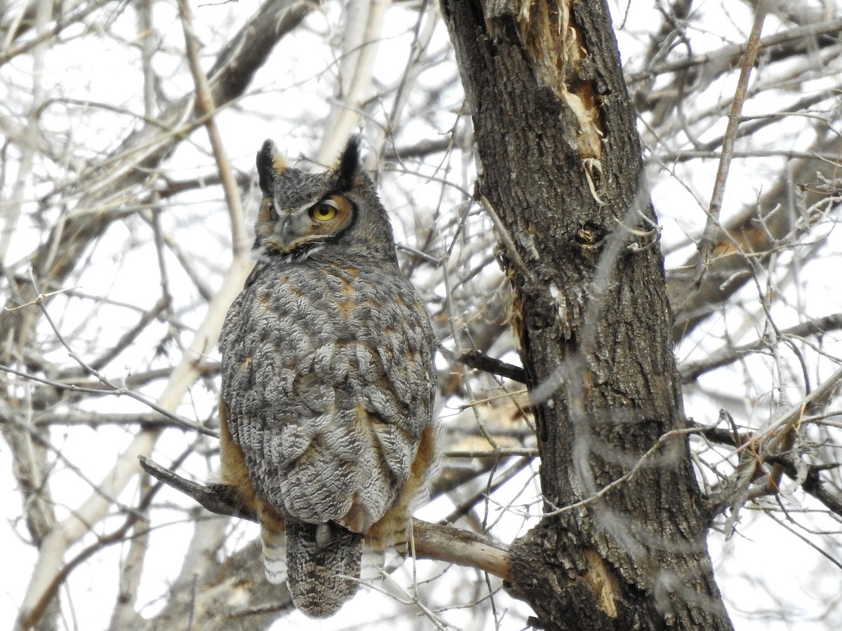 Great Horned Owl - ML616305719