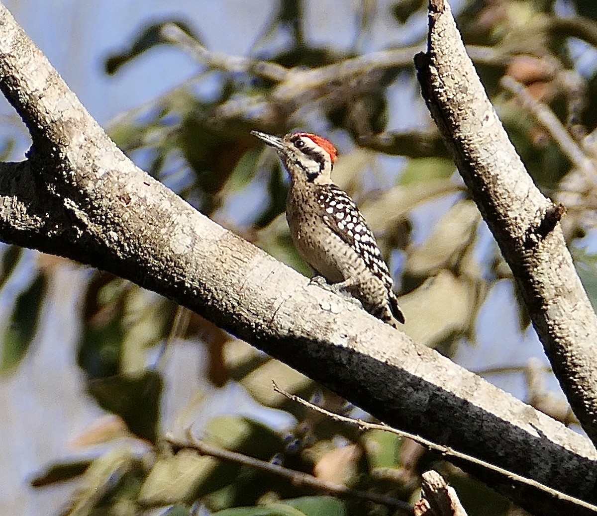 Ladder-backed Woodpecker - Sheila Skay