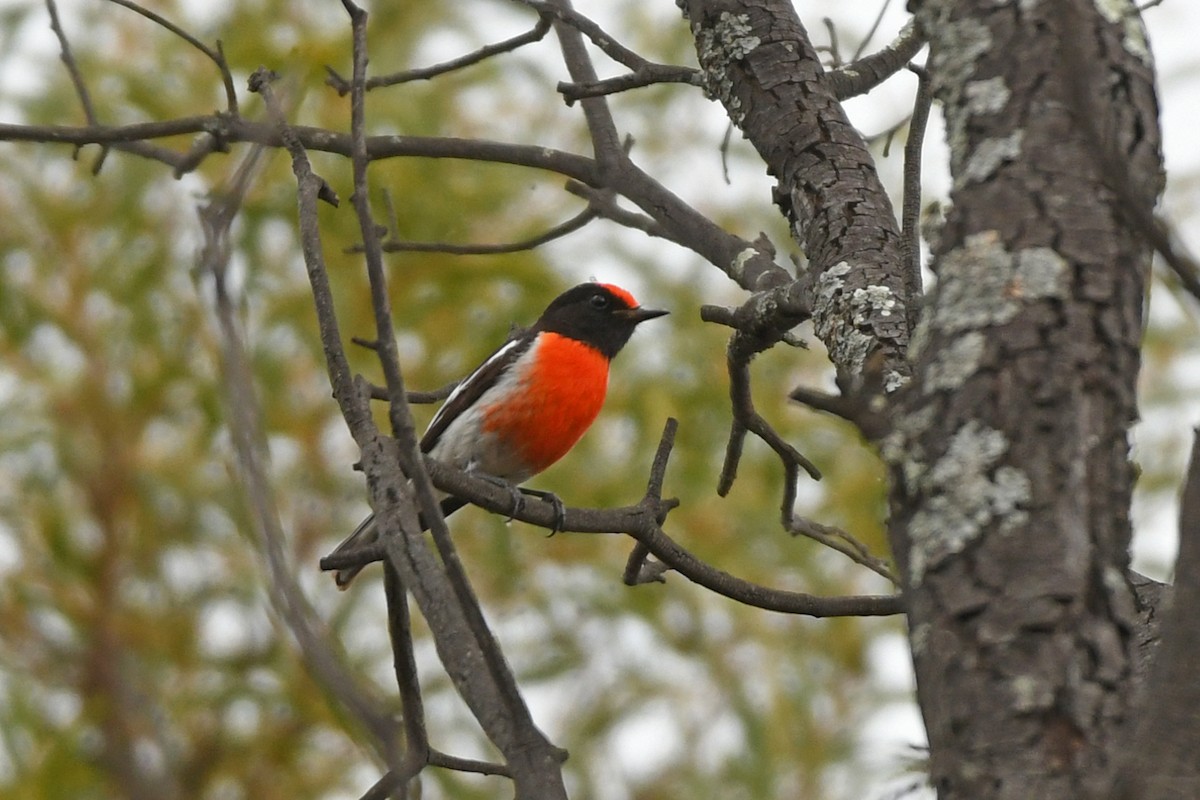 Red-capped Robin - ML616305784