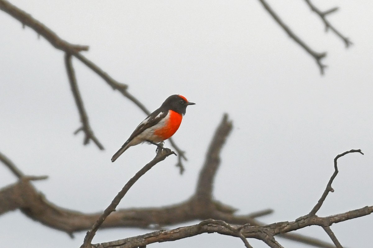 Red-capped Robin - ML616305785