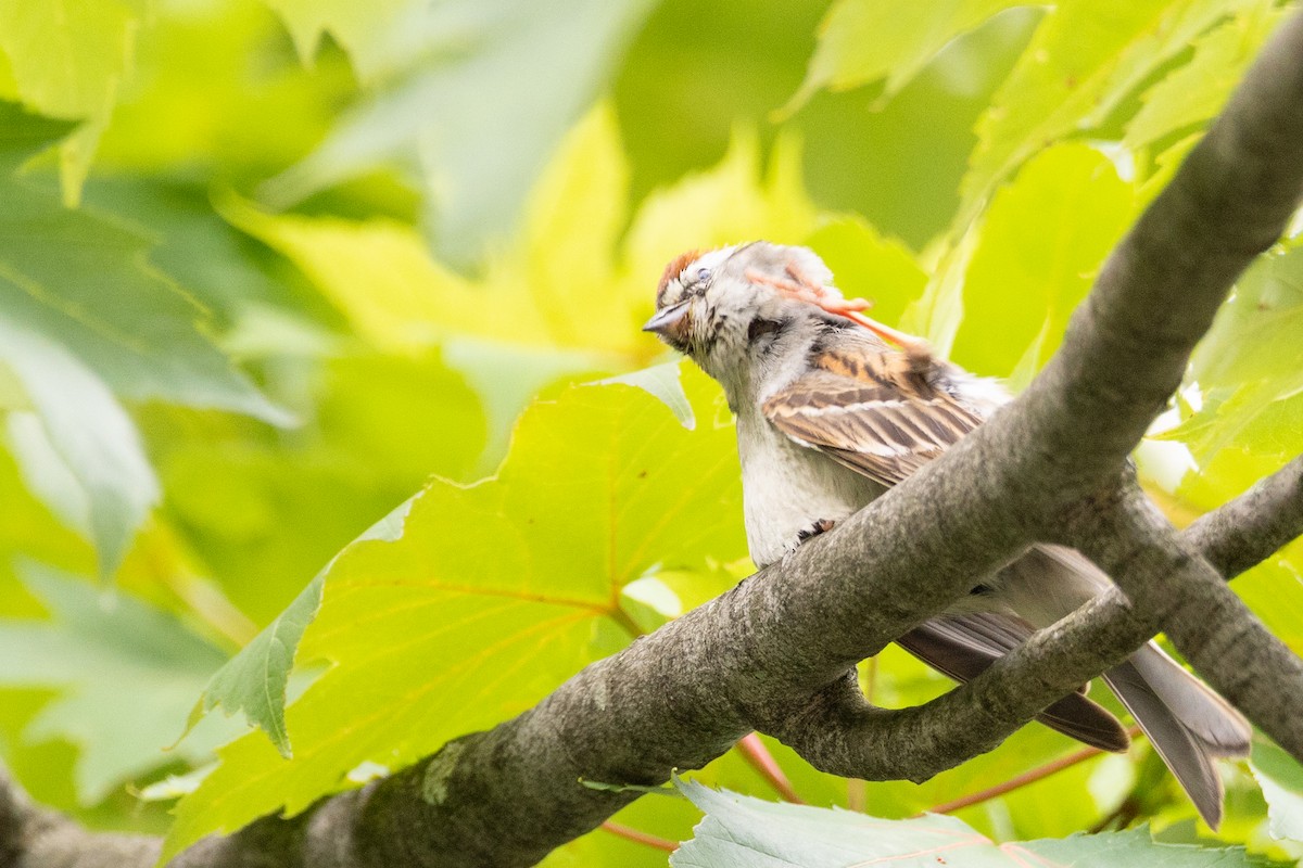 Chipping Sparrow - ML616305809