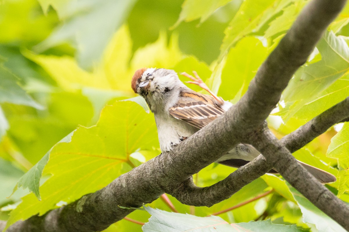 Chipping Sparrow - ML616305811