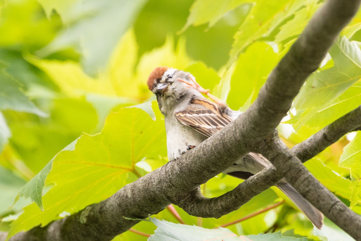 Chipping Sparrow - ML616305815