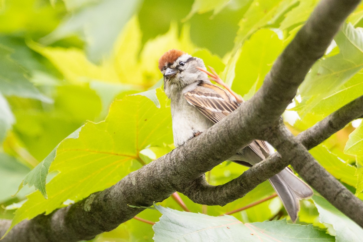 Chipping Sparrow - ML616305822