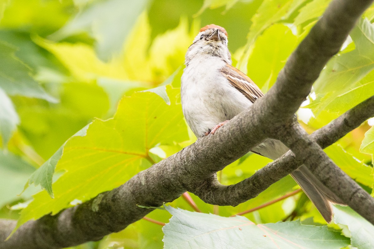 Chipping Sparrow - ML616305827