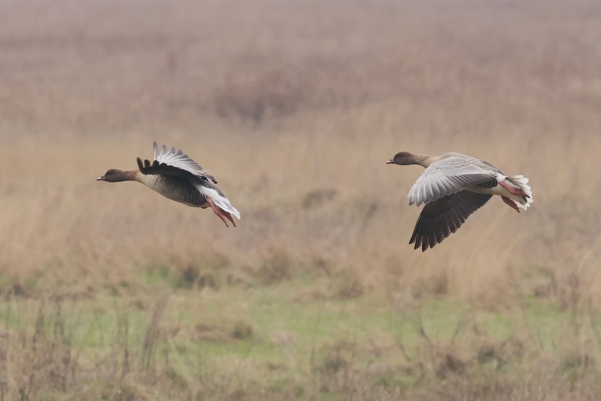 Pink-footed Goose - ML616305859