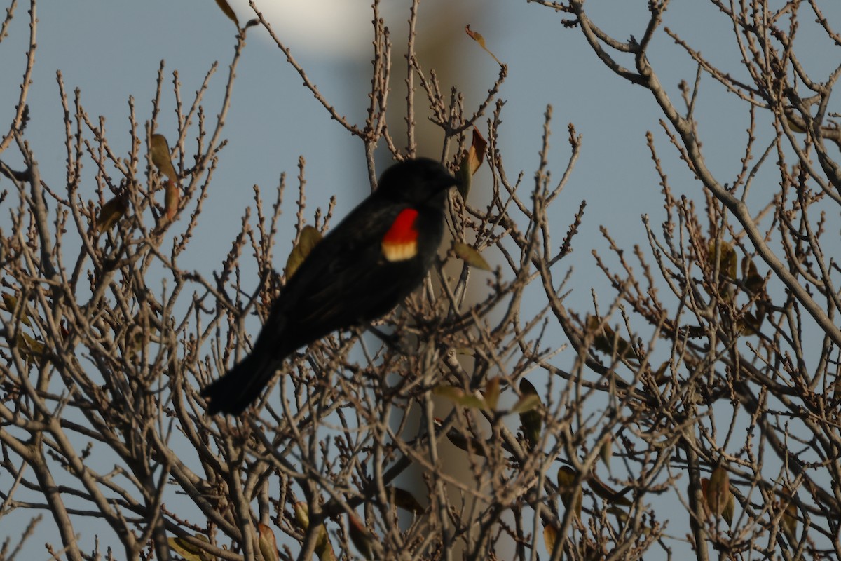 Red-winged Blackbird - ML616305885