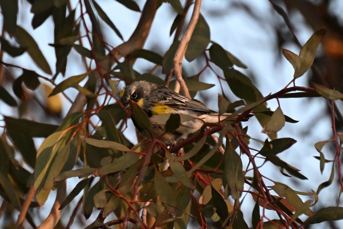 Yellow-rumped Warbler (Myrtle x Audubon's) - ML616305918