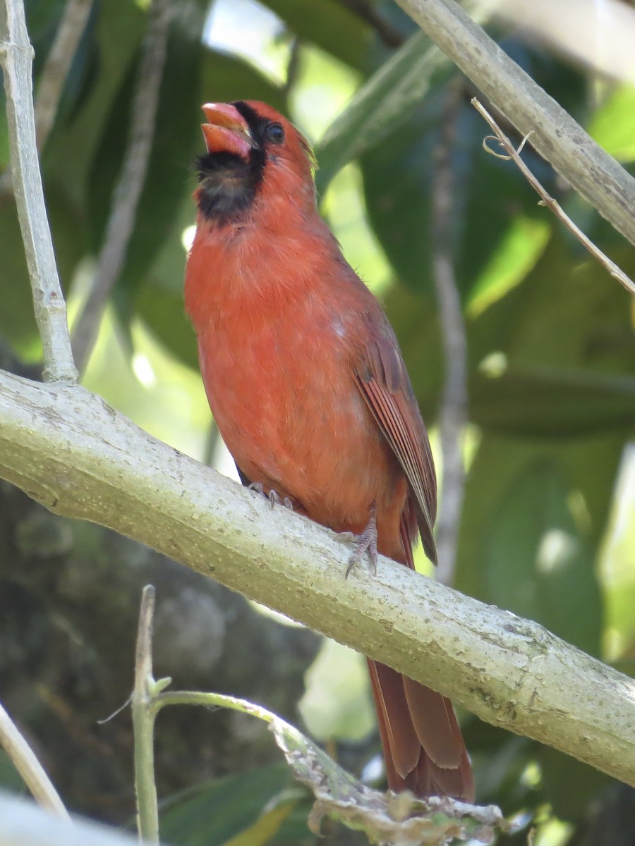 Cardinal rouge - ML616305930