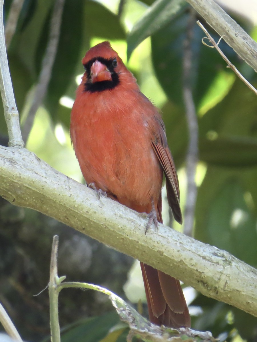 Cardinal rouge - ML616305931