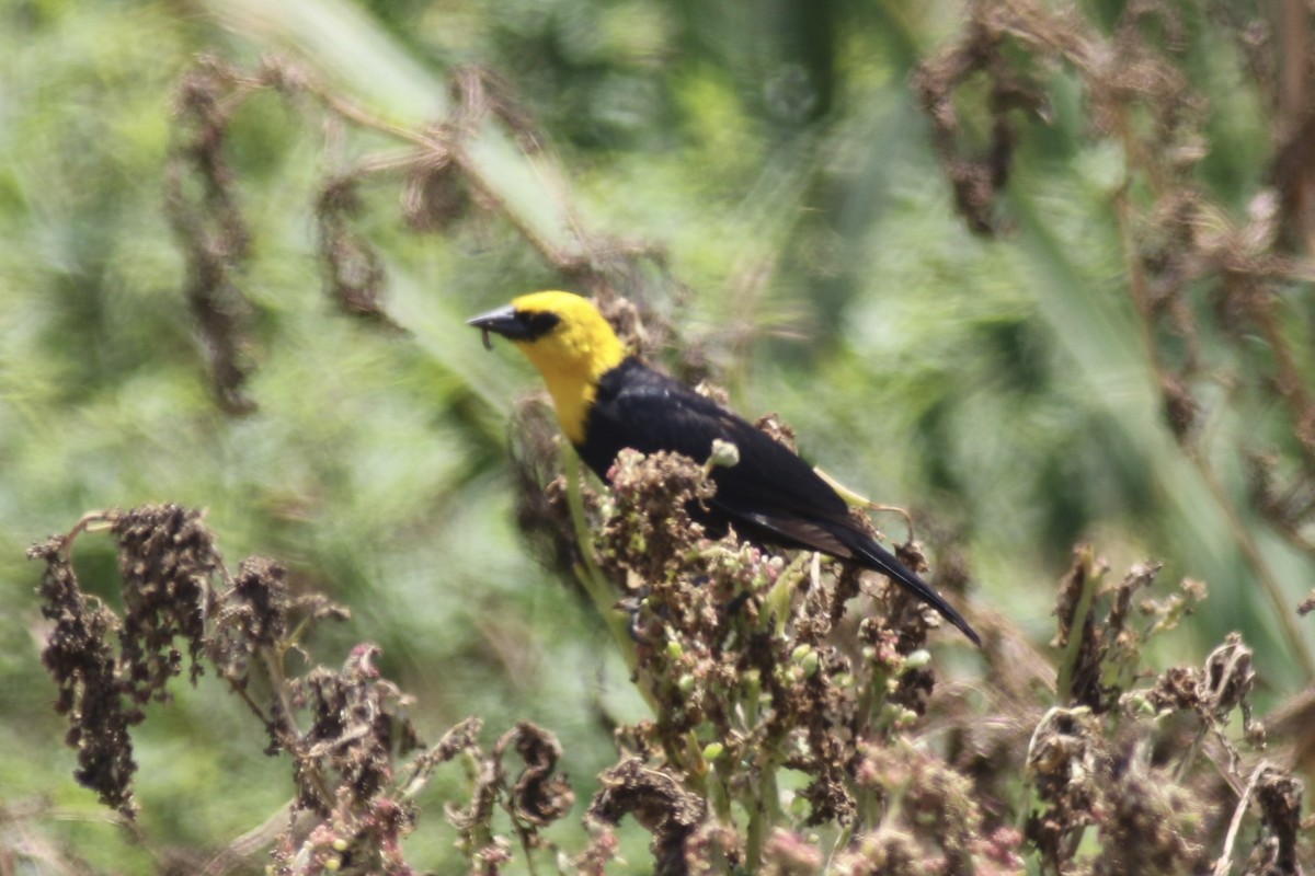 Yellow-hooded Blackbird - ML616305932