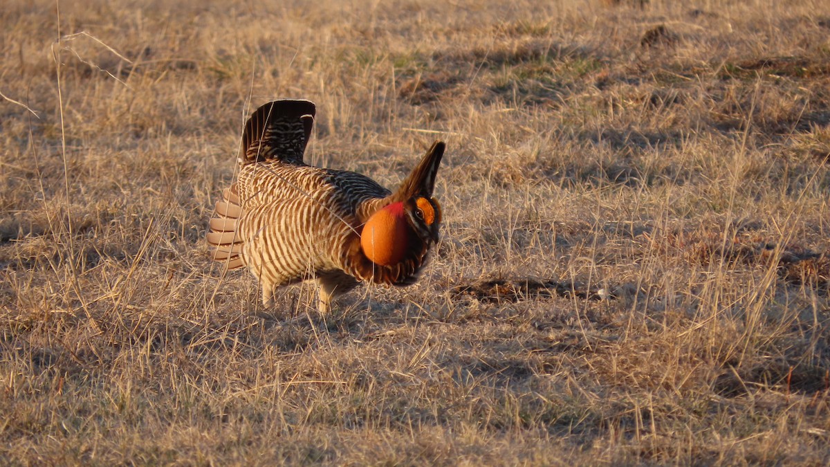 Greater Prairie-Chicken - ML616305949
