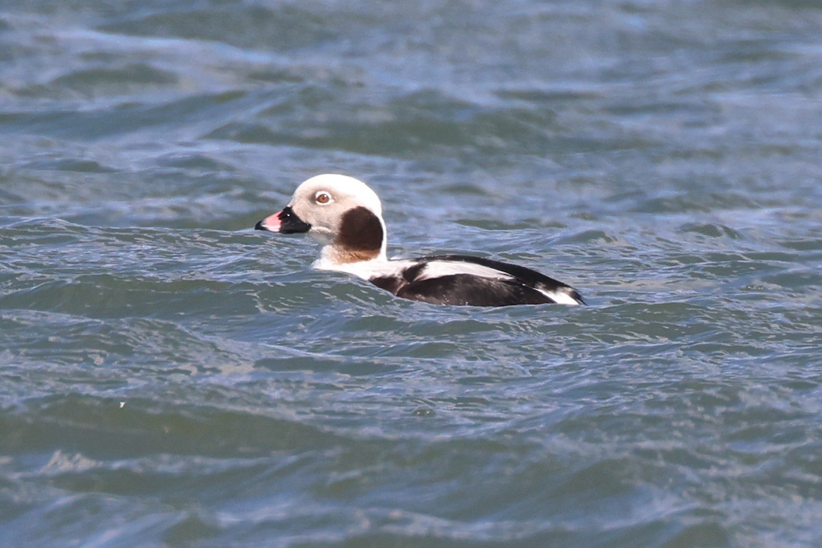 Long-tailed Duck - ML616305991