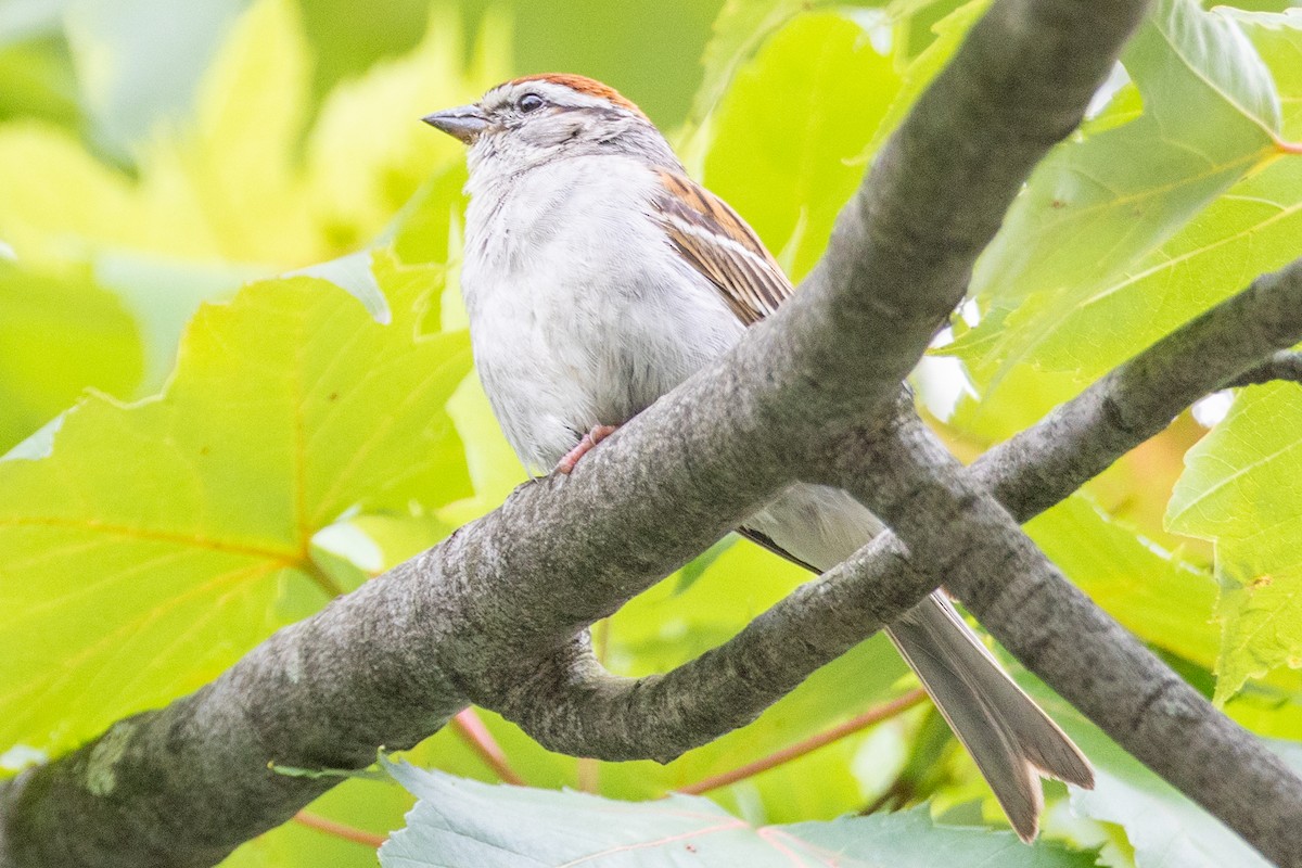 Chipping Sparrow - ML616306049