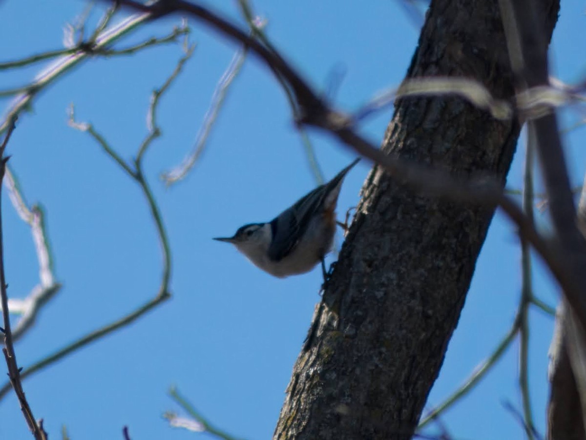 White-breasted Nuthatch - ML616306263