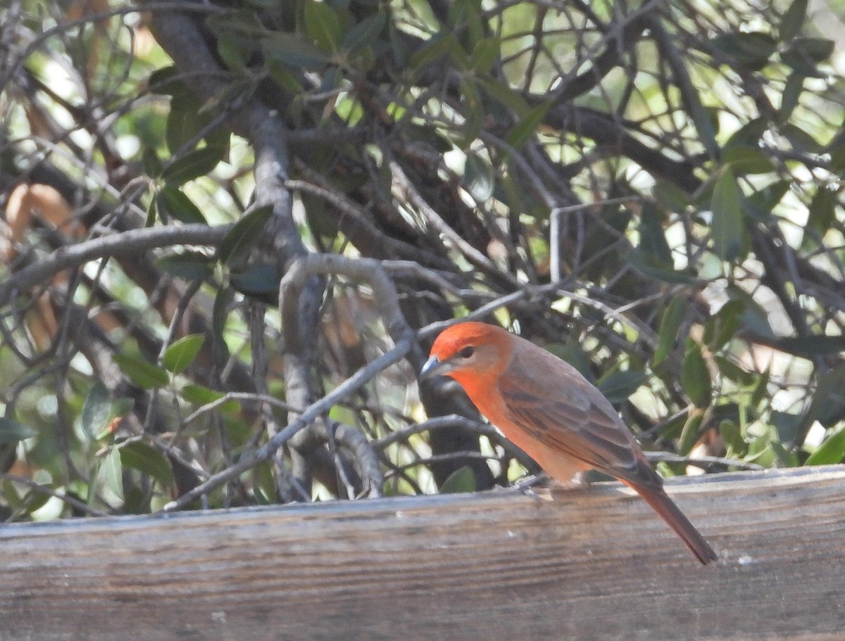Hepatic Tanager - ML616306289