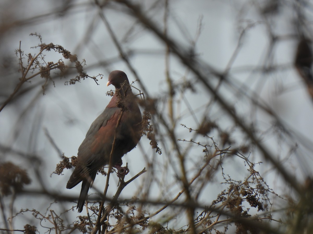 Red-billed Pigeon - ML616306311