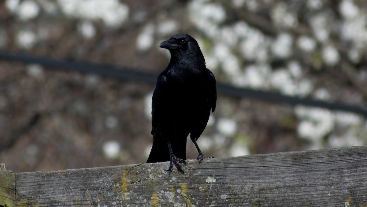 American Crow - ML616306327