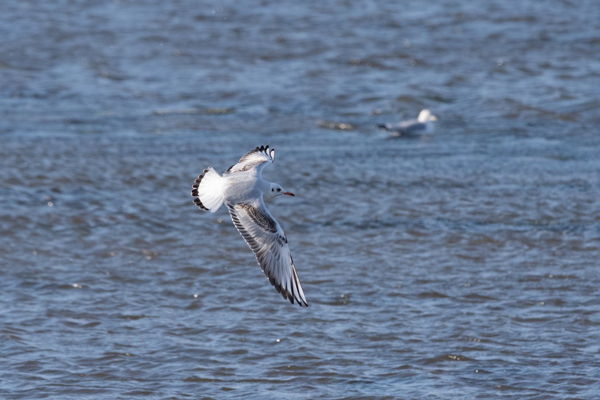 Mouette rieuse - ML616306439